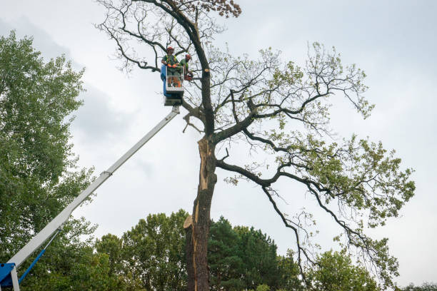 Best Tree Disease Treatment  in Venice Gardens, FL